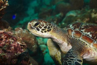 Plongée sous-marine pour les débutants