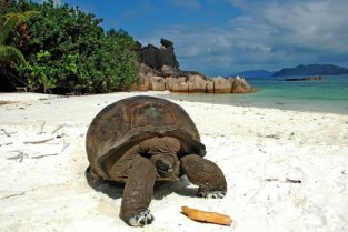 Îles Cousin, Curieuse et Saint-Pierre - au départ de Praslin