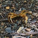 6. Crabe à Praslin Vallée de Mai