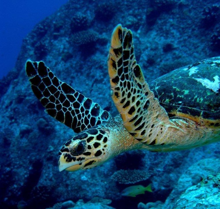 Activités aux Seychelles