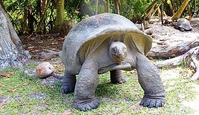 Tortue géante sur Curieuse