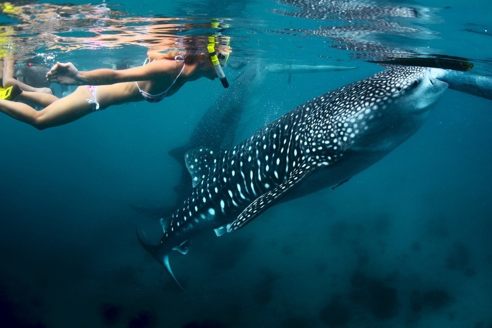 Requin-baleine Mahe Seychelles