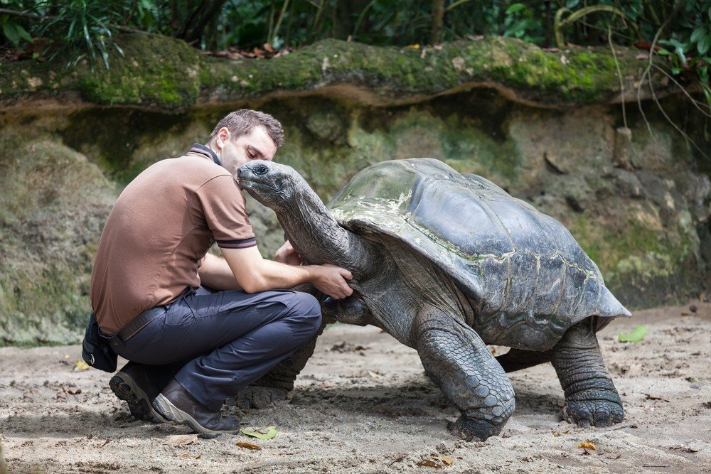 Tortue géante Mahe Seychelles