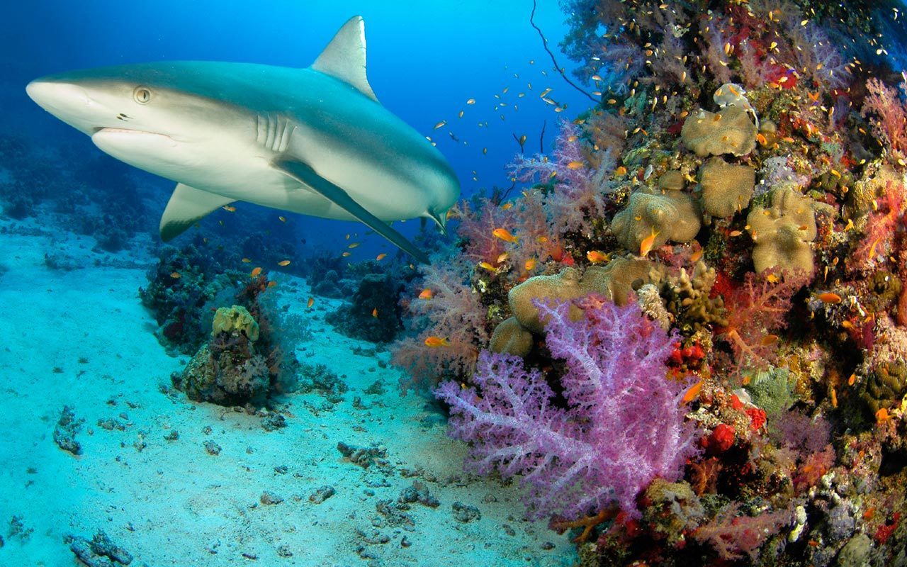 Parc de conservation marine des Seychelles